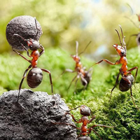 Как выбрать муравьиную ферму/формикарий для муравьев