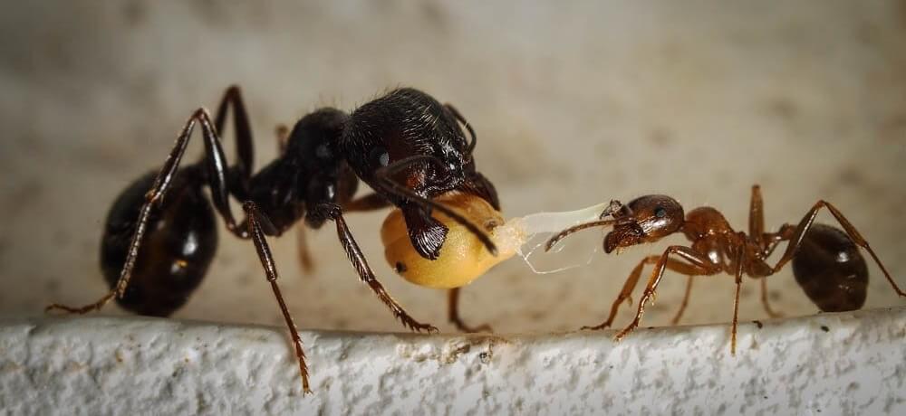 Корм для муравьев