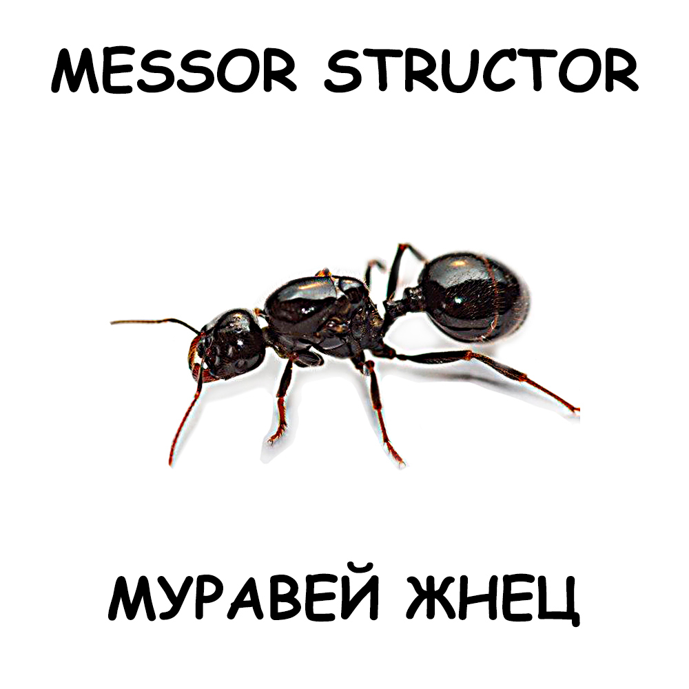 Messor structor — муравей жнец